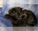 Small Photo #15 Labrador Retriever Puppy For Sale in WOODLAND, WA, USA