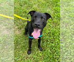 Small #1 Labrador Retriever Mix