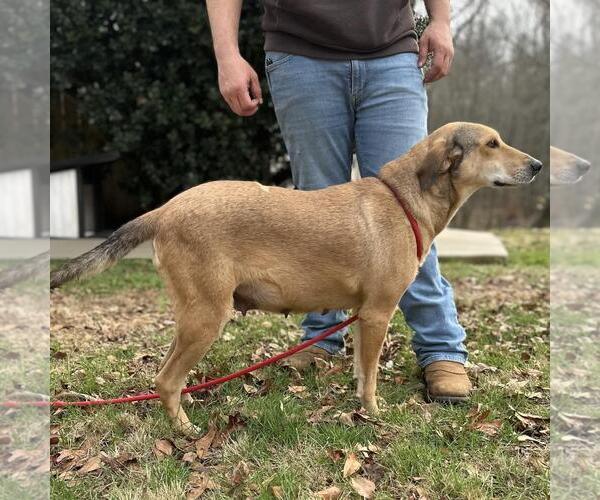 Medium Photo #3 Siberian Husky-Unknown Mix Puppy For Sale in Yardley, PA, USA