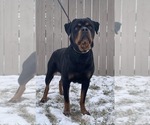 Small Photo #4 Rottweiler Puppy For Sale in ELKHART, IN, USA