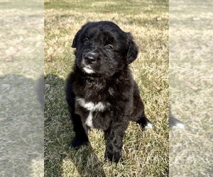 Border Collie-Golden Retriever Mix Puppy for sale in FAIR HAVEN, MI, USA