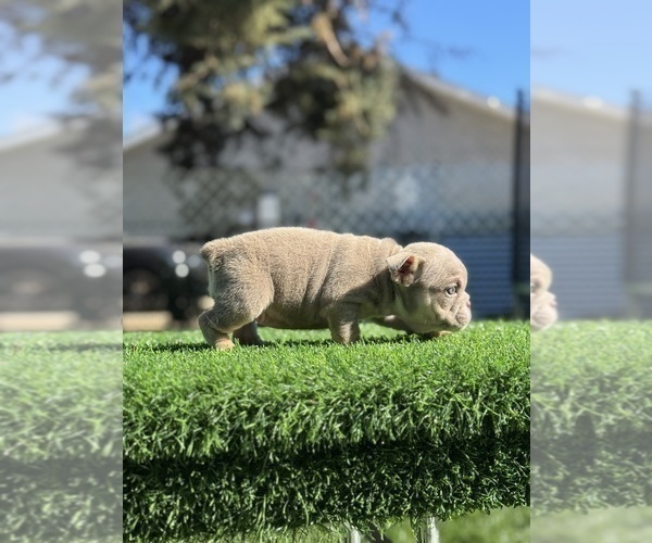 Medium Photo #7 English Bulldog Puppy For Sale in UNIVERSAL CITY, CA, USA