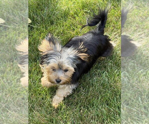 Medium Photo #4 Mutt Puppy For Sale in Mundelein, IL, USA