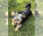 Small #3 Mutt