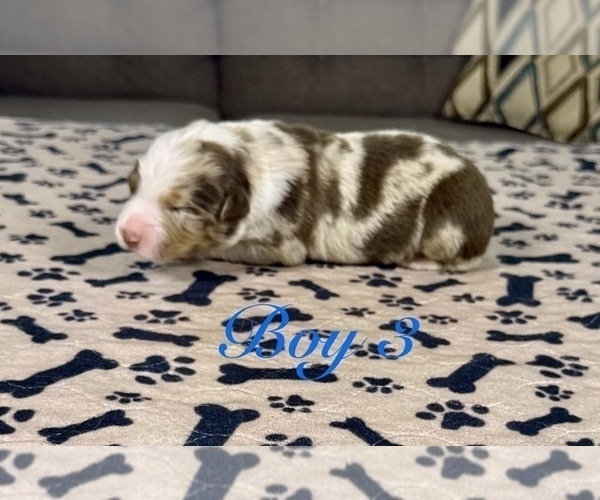Medium Photo #30 Australian Shepherd Puppy For Sale in SALISBURY, NC, USA