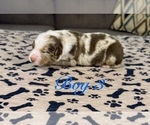 Small Photo #30 Australian Shepherd Puppy For Sale in SALISBURY, NC, USA