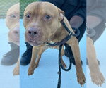 26-448 Duke - Male Mutt Dog for Adoption - Small photo