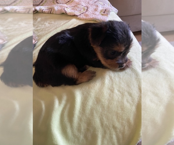 Medium Photo #3 Yorkshire Terrier Puppy For Sale in PALM HARBOR, FL, USA