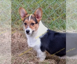 Mother of the Pembroke Welsh Corgi puppies born on 02/01/2023