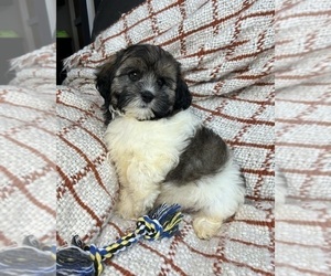 ShihPoo Puppy for sale in FRANKLIN, IN, USA