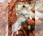 Small Photo #16 Pomsky Puppy For Sale in GOLDEN VALLEY, AZ, USA