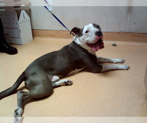 Mutt Dogs for adoption in Martinez, CA, USA