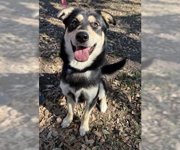 Medium Photo #2 German Shepherd Dog-Unknown Mix Puppy For Sale in San Antonio, TX, USA
