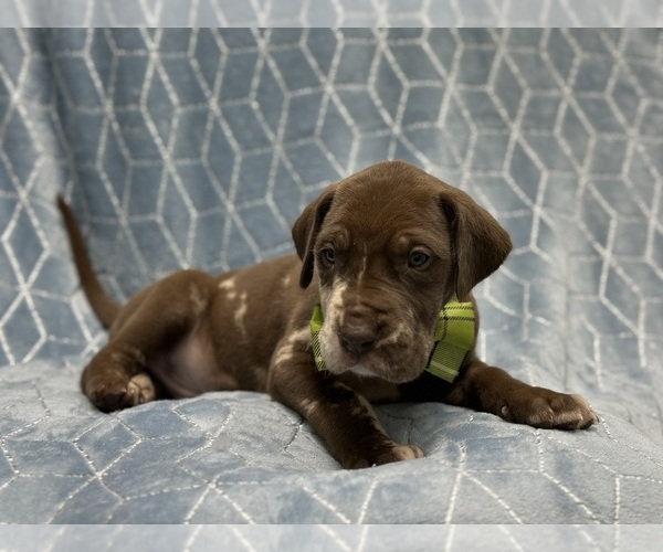 Medium Photo #3 Great Dane Puppy For Sale in LAKELAND, FL, USA