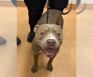 Mutt Dogs for adoption in Martinez, CA, USA