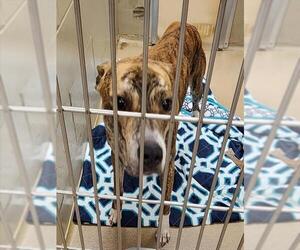 American Pit Bull Terrier-Greyhound Mix Dogs for adoption in Decatur, IL, USA
