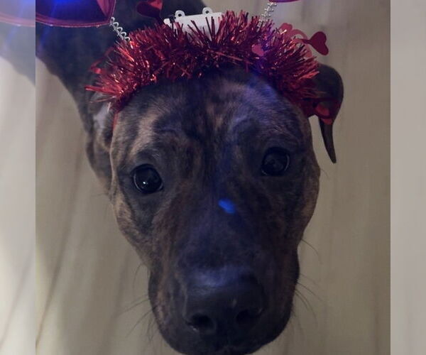 Medium Photo #13 Mutt Puppy For Sale in Fargo, ND, USA