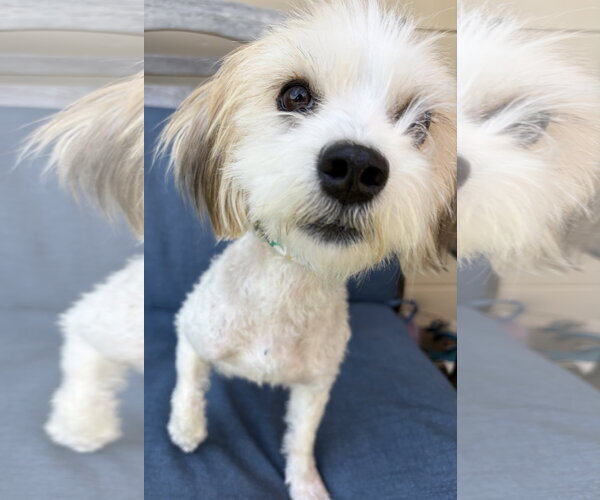 Medium Photo #1 Hava-Apso Puppy For Sale in San Jose, CA, USA