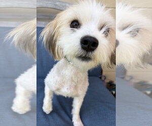 Hava-Apso Dogs for adoption in San Jose, CA, USA