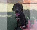 Small #2 Great Dane Mix