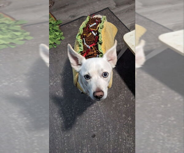 Medium Photo #2 Chihuahua-Unknown Mix Puppy For Sale in San Diego, CA, USA