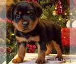 Small Photo #5 Rottweiler Puppy For Sale in PINE GROVE, PA, USA