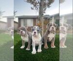 Puppy 1 Olde English Bulldogge