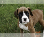 Small #3 Boxer