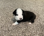 Small Photo #7 Australian Shepherd Puppy For Sale in EXETER, MO, USA