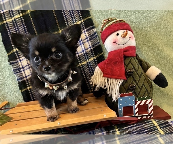 Medium Photo #4 Chihuahua Puppy For Sale in NEWVILLE, PA, USA