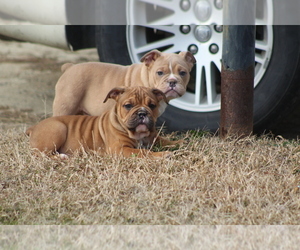 Olde English Bulldogge Puppy for sale in LANCASTER, SC, USA