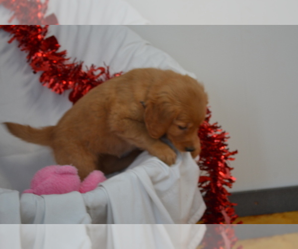 Medium Photo #2 Golden Retriever Puppy For Sale in GREENWOOD, WI, USA