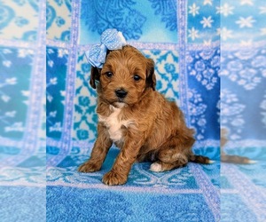 Cock-A-Poo Puppy for sale in KIRKWOOD, PA, USA