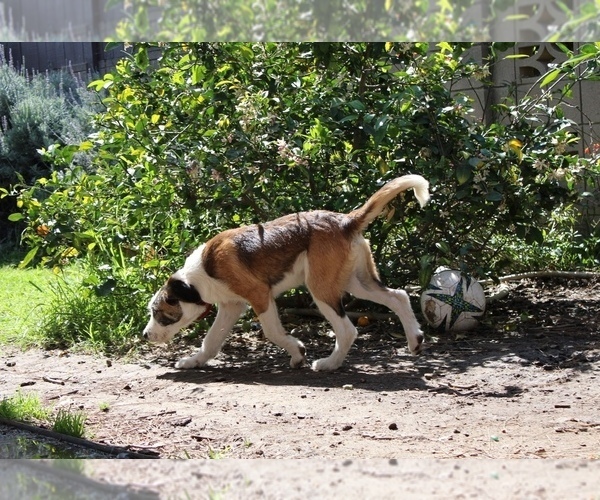 Medium Photo #3 Border-Aussie Puppy For Sale in CAMARILLO, CA, USA