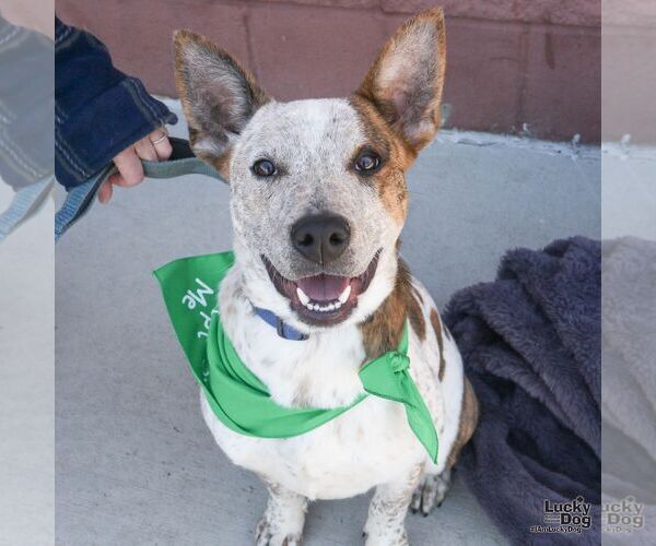 Medium Photo #2 Mutt Puppy For Sale in Washington, DC, USA