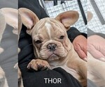 Small Photo #82 French Bulldog Puppy For Sale in MCKINLEYVILLE, CA, USA
