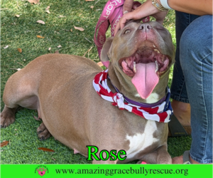 Rose - Female American Pit Bull Terrier-Unknown Mix Dog for Adoption - Photo #2