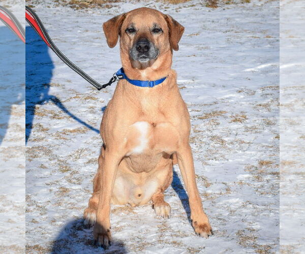 Medium Photo #3 Labrador Retriever-Rhodesian Ridgeback Mix Puppy For Sale in Huntley, IL, USA