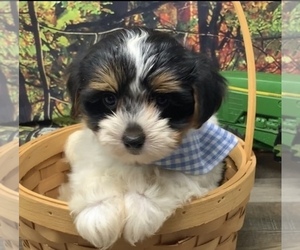 Shorkie Tzu Puppy for sale in SELLERSBURG, IN, USA