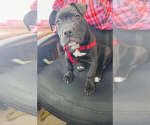 Tootsie Roll - Male Staffordshire Bull Terrier-Unknown Mix Dog for Adoption - Photo #2