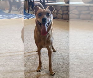 Mutt Dogs for adoption in Willcox, AZ, USA