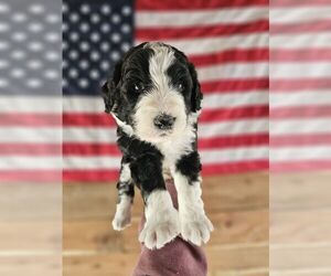 Bernedoodle Puppy for sale in BLACKWELL, MO, USA