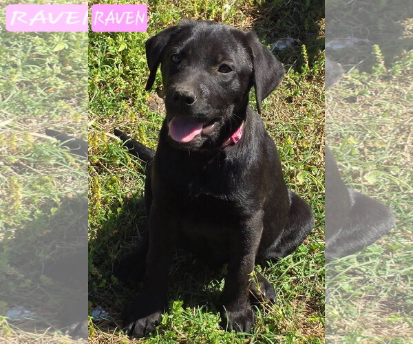 Medium Photo #4 Labrador Retriever-Unknown Mix Puppy For Sale in Alexander, AR, USA