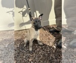 Small Photo #35 German Malinois Puppy For Sale in GARLAND, NC, USA