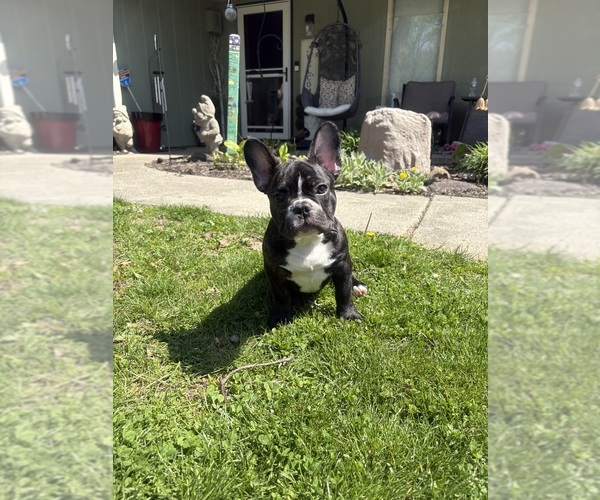 Medium Photo #5 French Bulldog Puppy For Sale in YORKTOWN, IN, USA