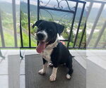 Small #2 Mutt