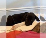 Small Photo #4 Great Dane-Labrador Retriever Mix Puppy For Sale in Brooklyn, NY, USA