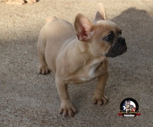 French Bulldog Puppy for sale in HOUSTON, TX, USA