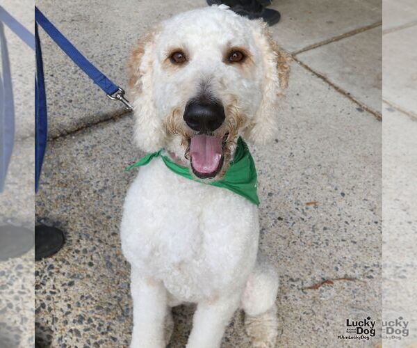 Medium Photo #6 Goldendoodle Puppy For Sale in Washington, DC, USA