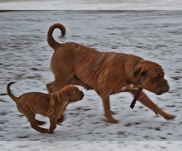 Medium Photo #4 Dogue de Bordeaux Puppy For Sale in ANDOVER, CT, USA